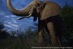 image/コニカミノルタプラザ特別企画 マイケル・ニコルズ 写真展 ｢Wild Life-Telling Their Story｣