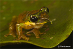 image/コニカミノルタプラザ特別企画展 ティム・レイマン写真展「BIODIVERSITY II」