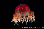 image/コニカミノルタプラザ特別企画「地球の夜展」～空と星と文化遺産～