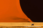 image/コニカミノルタプラザ特別企画展展 アート・ウルフ写真展 「EARTH IS MY WITNESS ―地球、わが証人―」